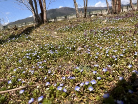 庭の花