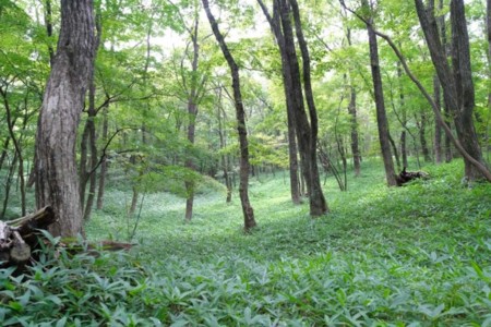 森と緑に囲まれた美しい別荘地